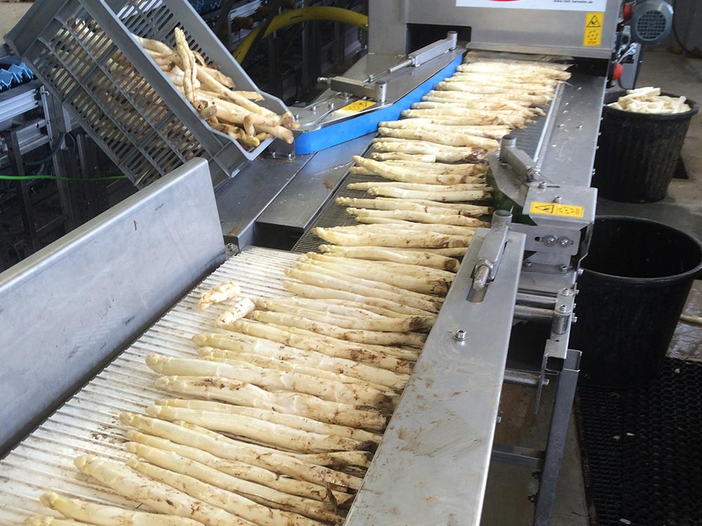 ferme-hartmann-asperges2