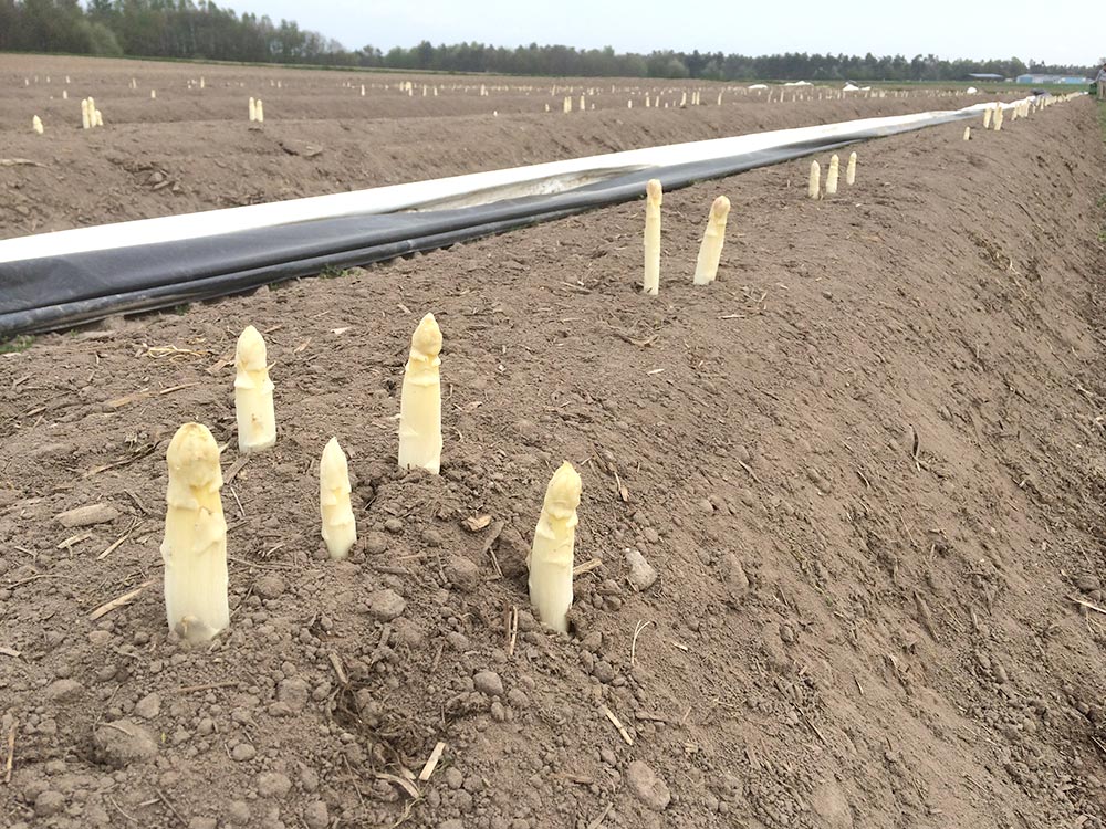 ferme-hartmann-asperges3