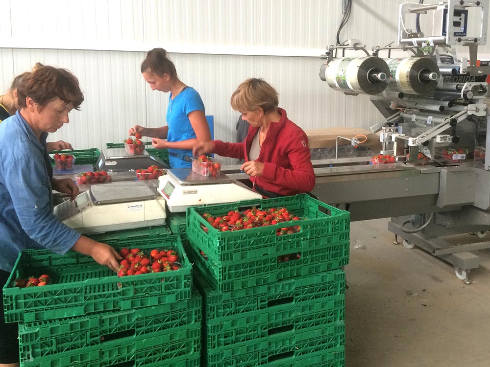 ferme-hartmann-fraises2