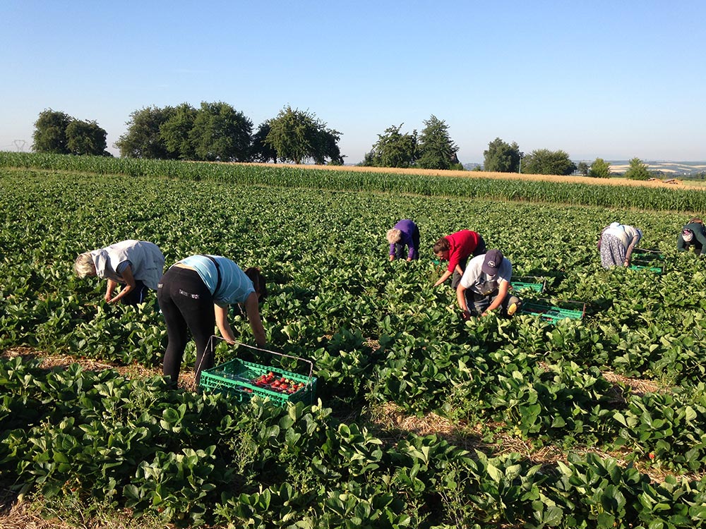 ferme-hartmann-fraises3