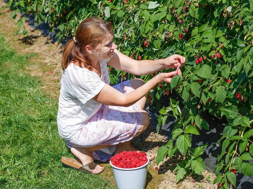 framboise-ferme-hartmann3