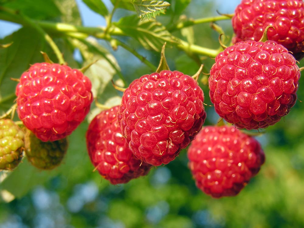 framboise-ferme-hartmann4
