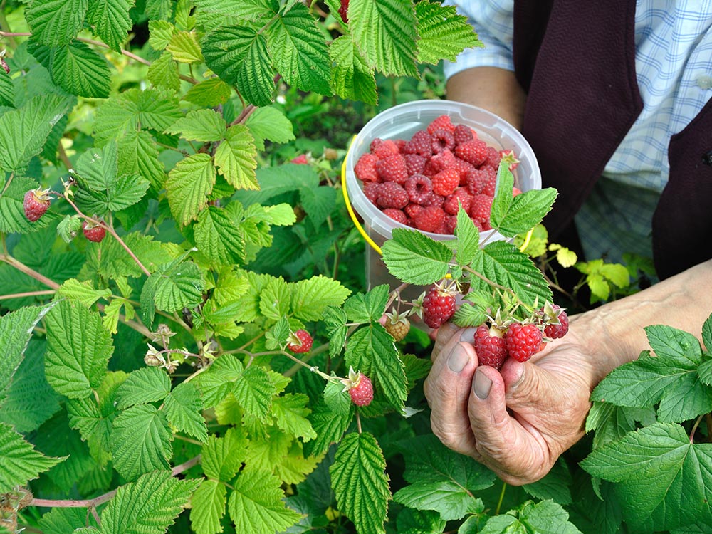 framboise-ferme-hartmann5