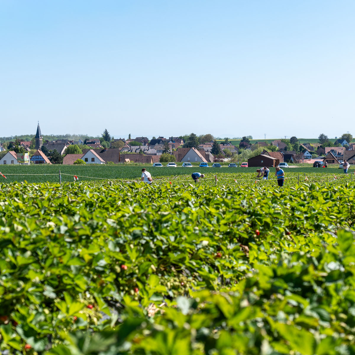 carrre-web-ferme-hartmann-33