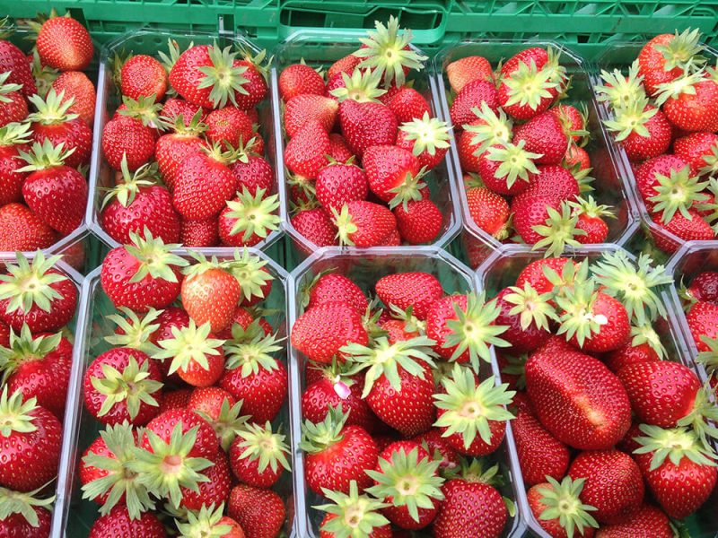 Libre-cueillettes-ferme-hartmann (1)