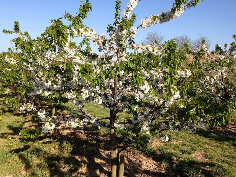 Libre-cueillettes-ferme-hartmann (4)