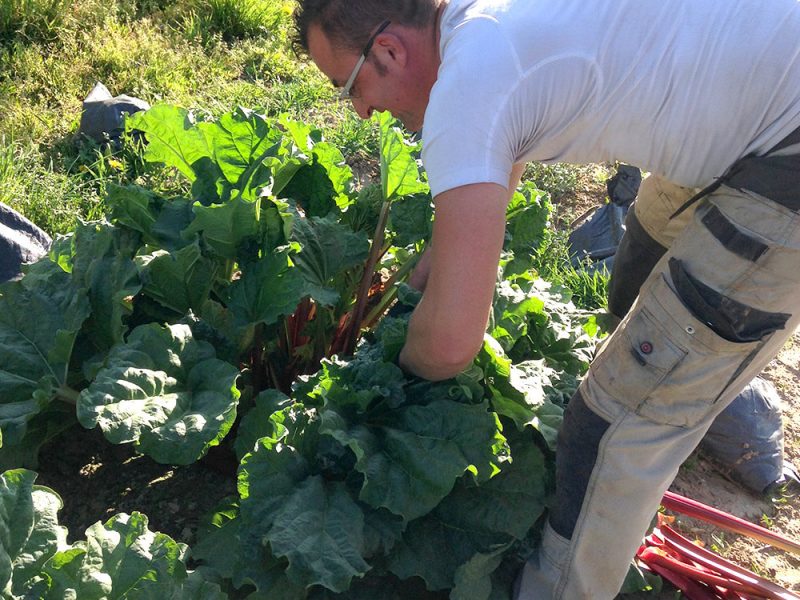 Libre-cueillettes-ferme-hartmann (5)