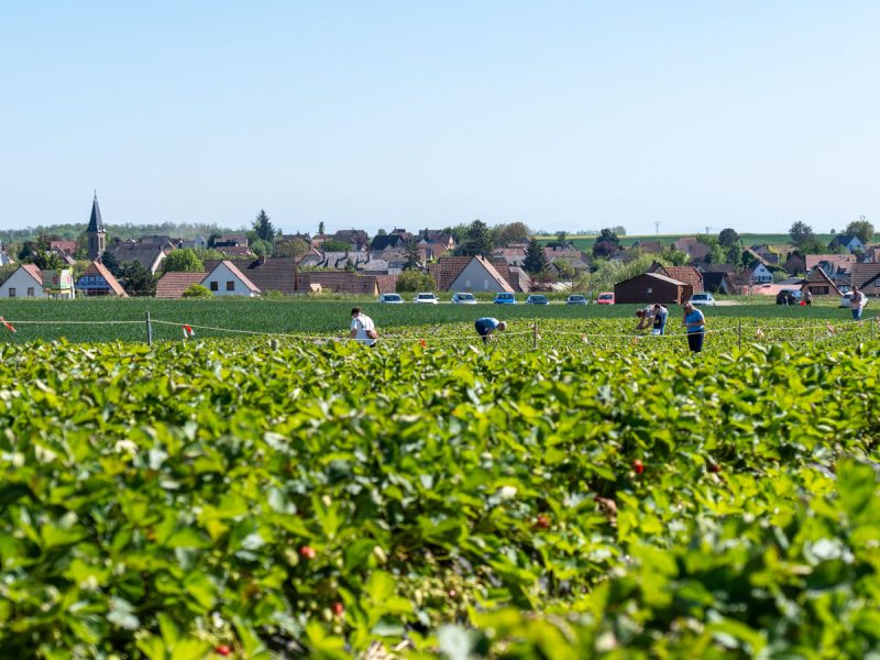 carrre-web-ferme-hartmann-33