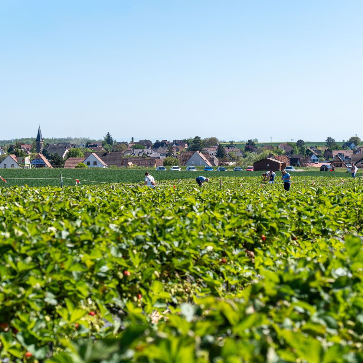carrre-web-ferme-hartmann-33