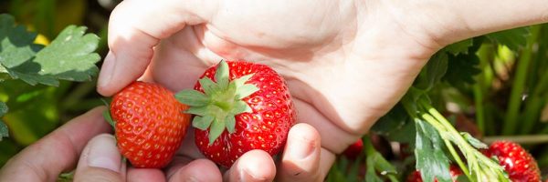 ferme-hartmann-fraises4