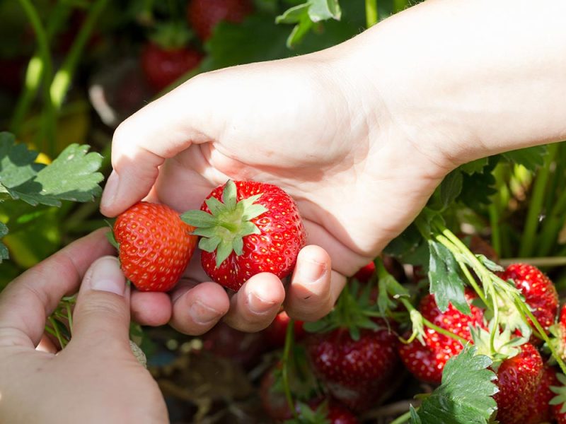 ferme-hartmann-fraises4