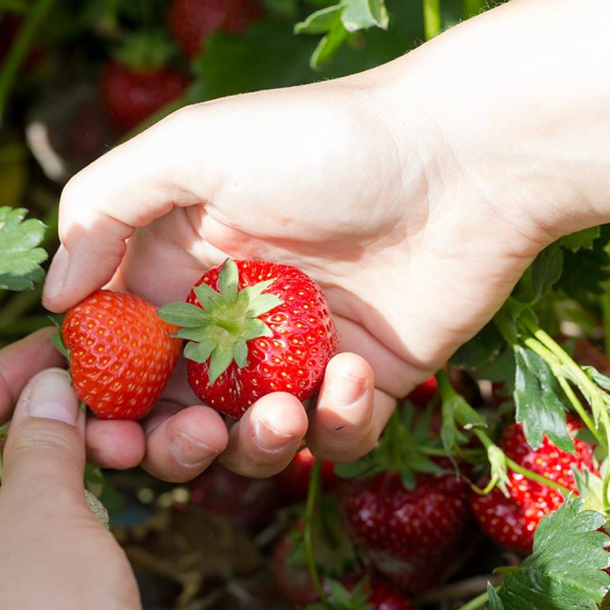 ferme-hartmann-fraises4