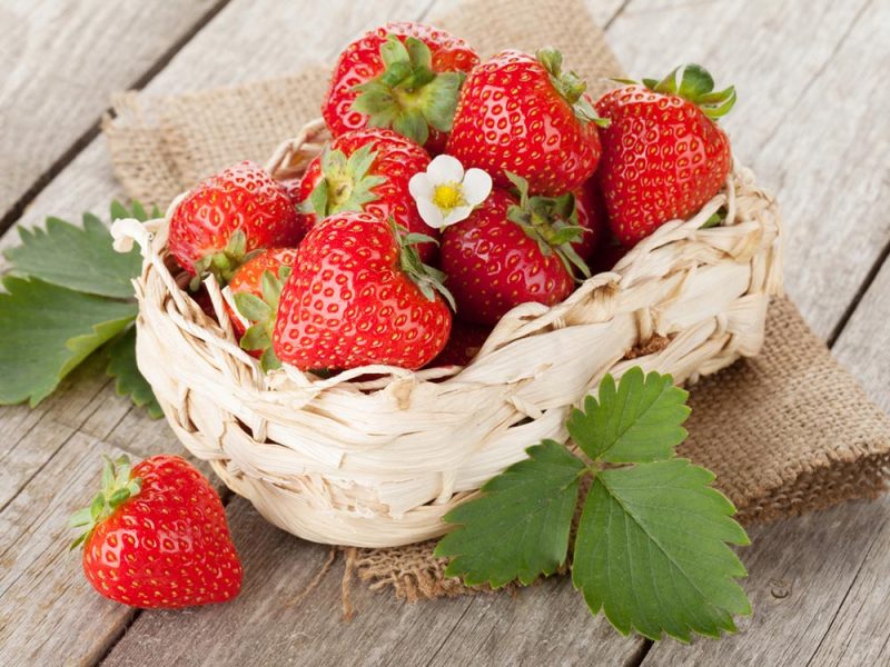 ferme-hartmann-fraises5